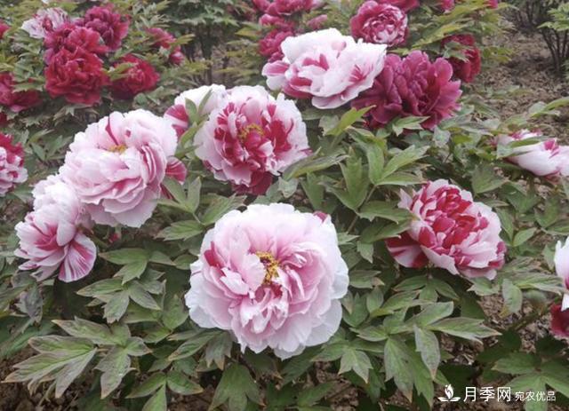 有一種花栽培歷史已有1500年，有國色天香之稱，花朵艷麗(圖5)