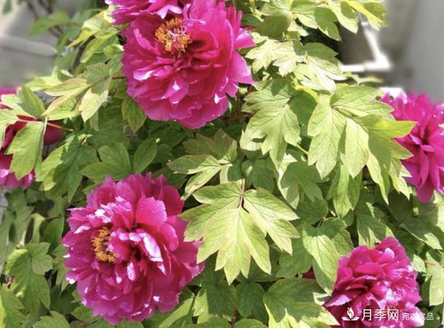 有一種花栽培歷史已有1500年，有國色天香之稱，花朵艷麗(圖4)