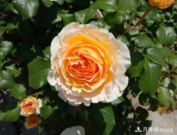 月季夏天會變丑？這8種耐熱月季，越開越好看！(圖3)