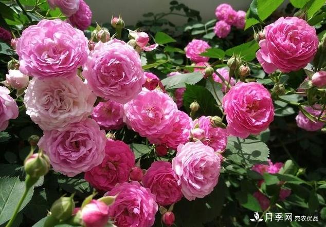 月季花友如何給家里月季栽培管理，開出一片花海(圖1)