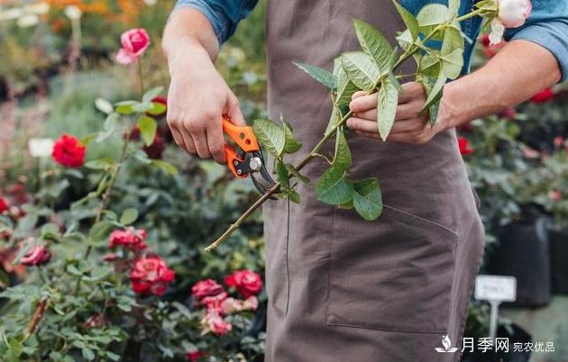 月季花友如何給家里月季栽培管理，開出一片花海(圖2)