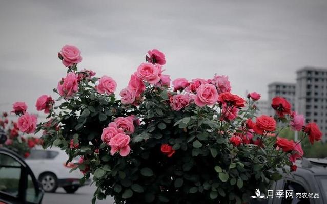 月季花友如何給家里月季栽培管理，開出一片花海(圖3)