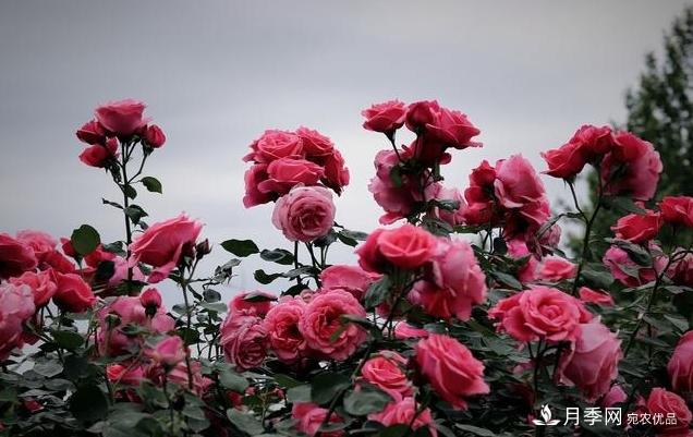 月季花友如何給家里月季栽培管理，開出一片花海(圖4)
