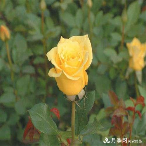 切花月季如何栽培管理？切花月季白粉病如何防治？(圖1)