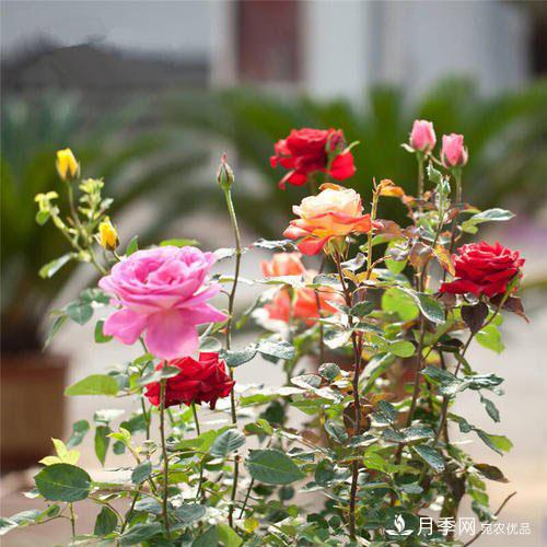 盆栽月季花花期調(diào)控管理如何做？(圖1)