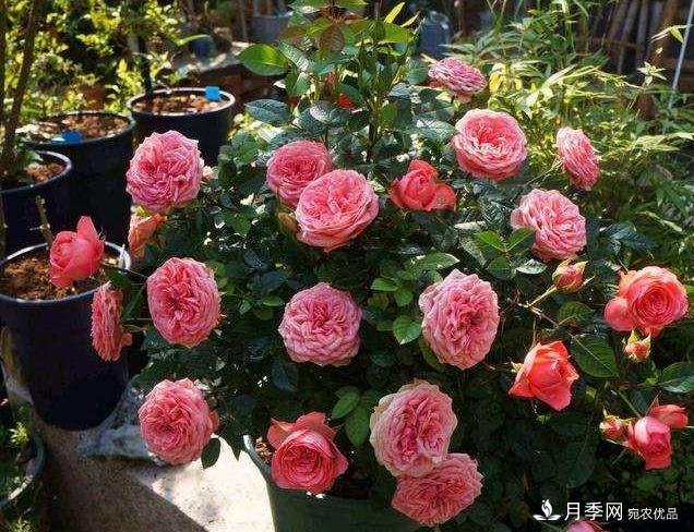 月季病害多開花少？這2件事養(yǎng)護(hù)要常做，葉茂花更旺(圖1)