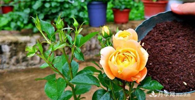 月季病害多開花少？這2件事養(yǎng)護(hù)要常做，葉茂花更旺(圖3)