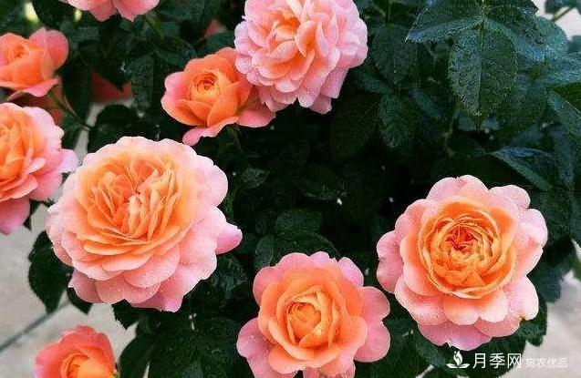 月季病害多開花少？這2件事養(yǎng)護(hù)要常做，葉茂花更旺(圖4)