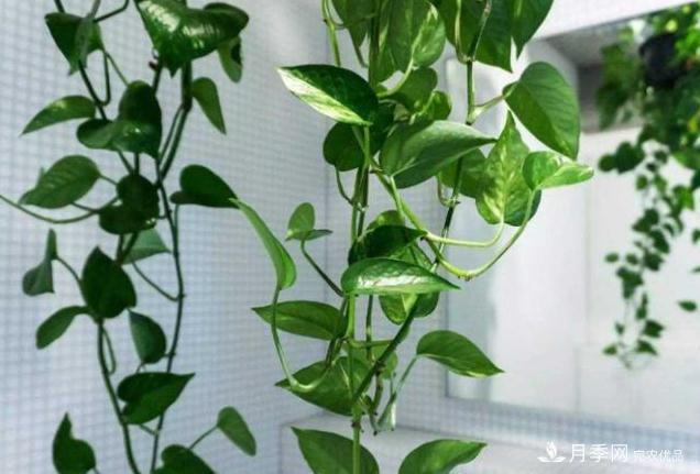 千位花友票選，10種***好養(yǎng)護(hù)的花卉，你們都養(yǎng)了沒(méi)？(圖1)