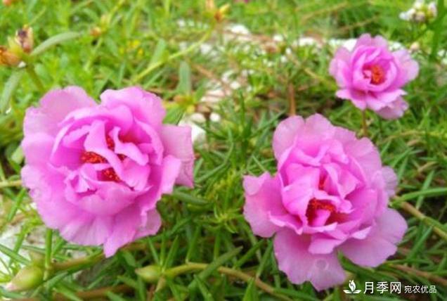 千位花友票選，10種***好養(yǎng)護(hù)的花卉，你們都養(yǎng)了沒(méi)？(圖3)