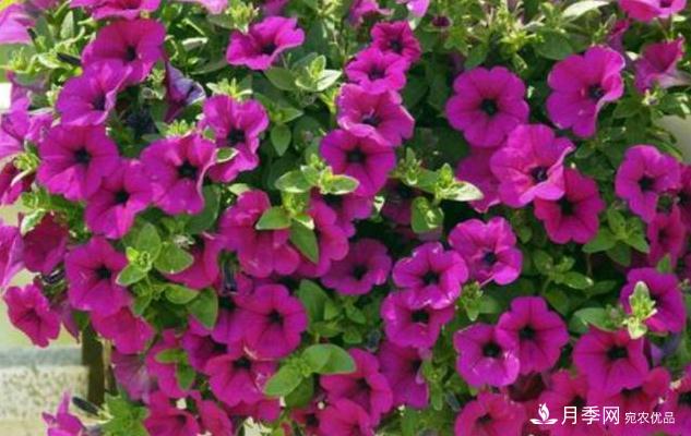 千位花友票選，10種***好養(yǎng)護(hù)的花卉，你們都養(yǎng)了沒(méi)？(圖4)