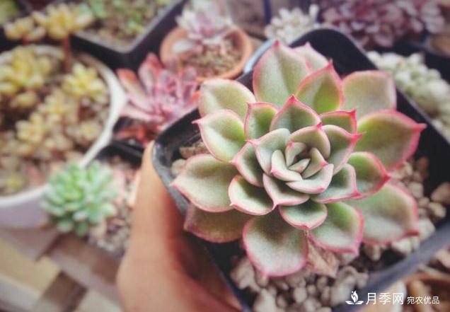 千位花友票選，10種***好養(yǎng)護(hù)的花卉，你們都養(yǎng)了沒(méi)？(圖5)