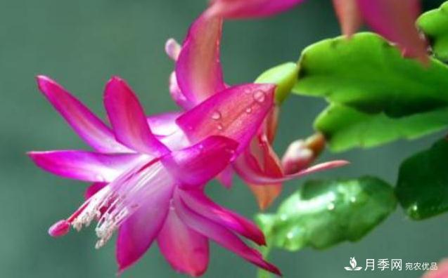 千位花友票選，10種***好養(yǎng)護(hù)的花卉，你們都養(yǎng)了沒(méi)？(圖6)
