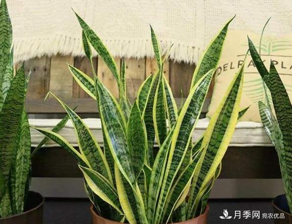 千位花友票選，10種***好養(yǎng)護(hù)的花卉，你們都養(yǎng)了沒(méi)？(圖8)