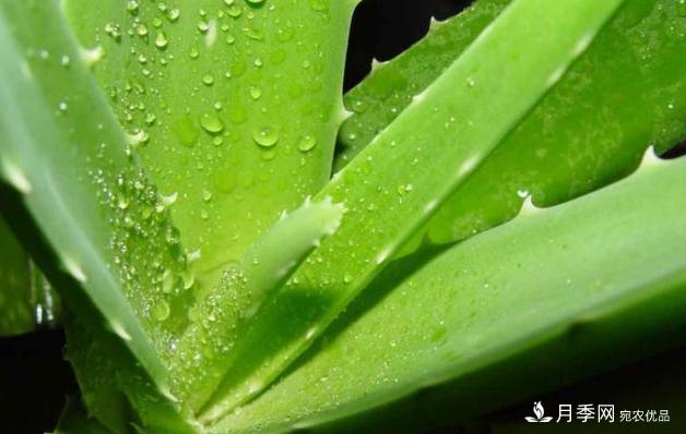 千位花友票選，10種***好養(yǎng)護(hù)的花卉，你們都養(yǎng)了沒(méi)？(圖9)