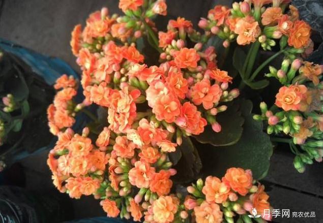 千位花友票選，10種***好養(yǎng)護(hù)的花卉，你們都養(yǎng)了沒(méi)？(圖10)