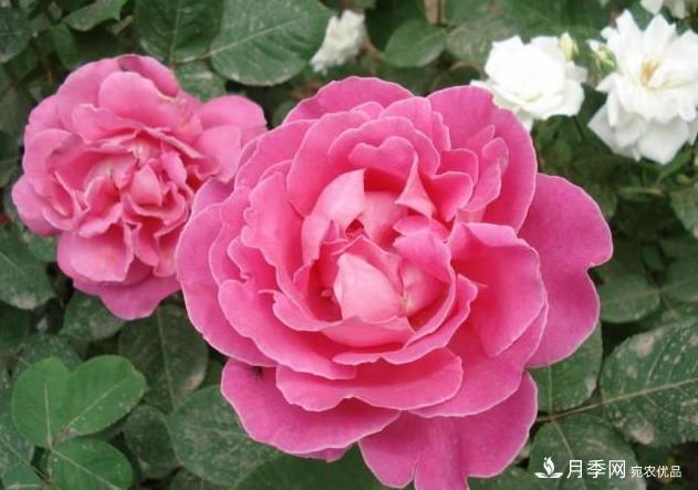 夏天月季長得好，這幾點(diǎn)要求要做到(圖2)