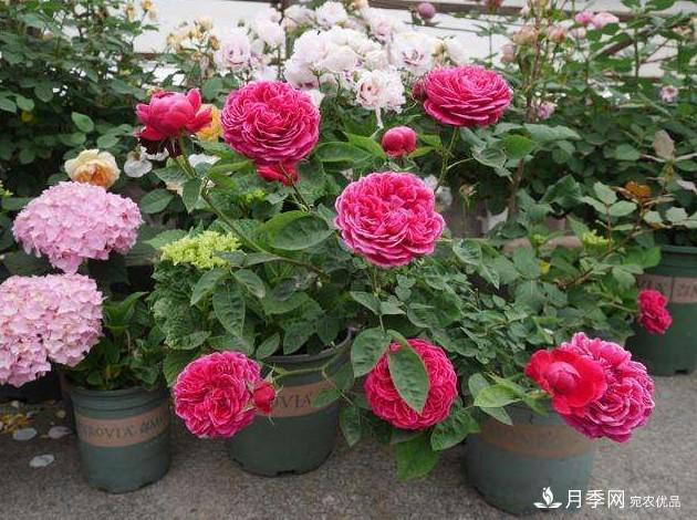 月季花這么漂亮，為什么有人說(shuō)不能種在家里呢(圖3)
