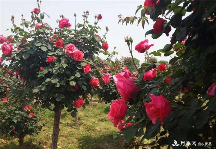 古樁月季樹開花少的原因是什么？(圖1)