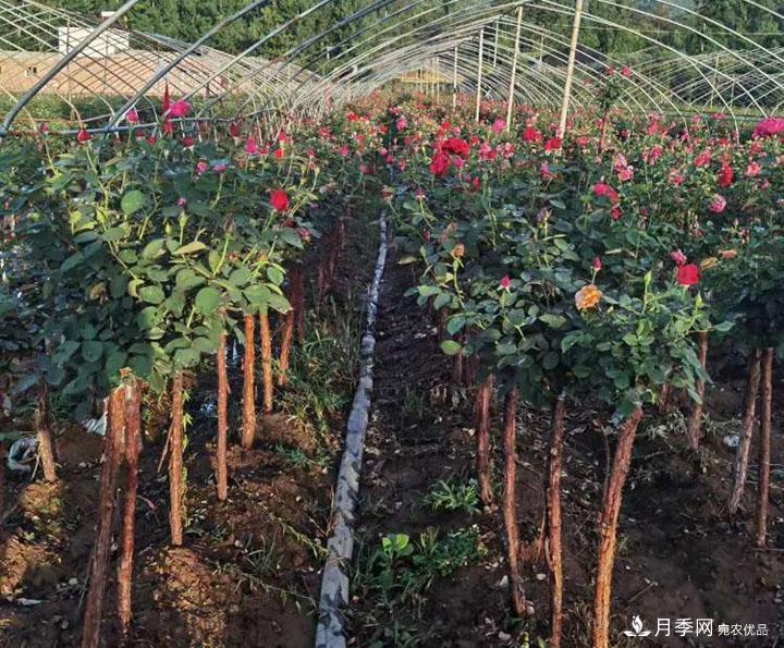 南陽月季_樹狀月季_南陽月季樹批發(fā)價(jià)格(圖2)