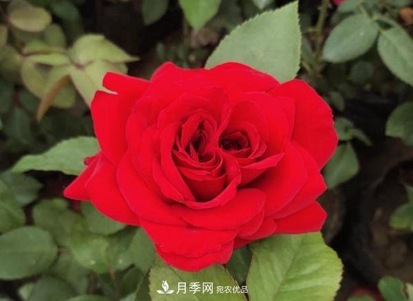 關(guān)于月季花顏色寓意，你不知道的二三事(圖1)
