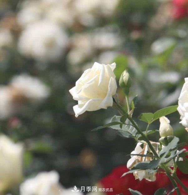 關(guān)于月季花顏色寓意，你不知道的二三事(圖2)