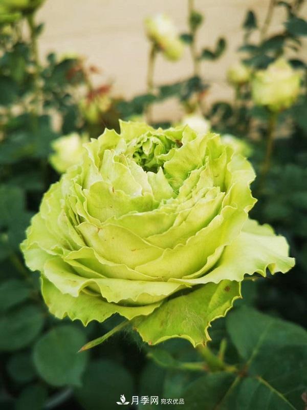 關(guān)于月季花顏色寓意，你不知道的二三事(圖6)