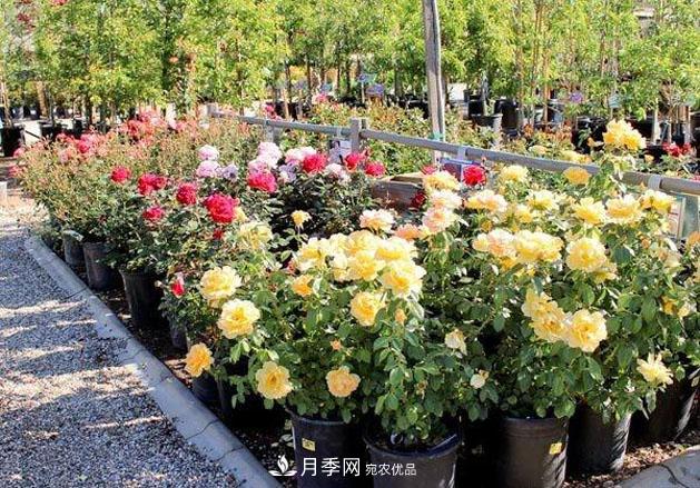 不同品種月季間隔多遠種一顆***合適？太稀影響開花效果，太密植株長勢不好(圖4)