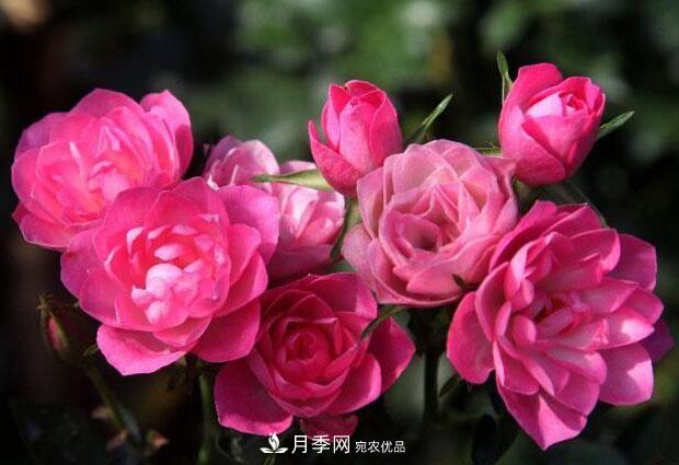 單花期***長的月季品種推薦幾個(gè)，***久能開一個(gè)多月(圖3)