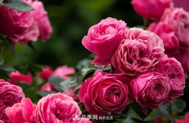 單花期***長的月季品種推薦幾個(gè)，***久能開一個(gè)多月(圖4)