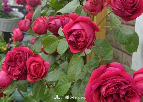 單花期***長的月季品種推薦幾個(gè)，***久能開一個(gè)多月(圖5)