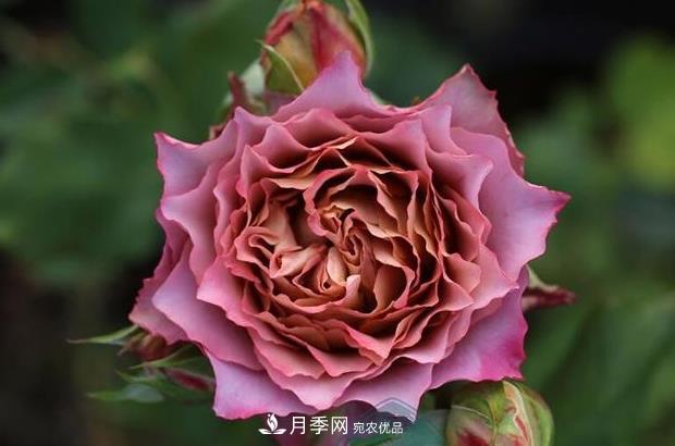 單花期***長的月季品種推薦幾個(gè)，***久能開一個(gè)多月(圖7)