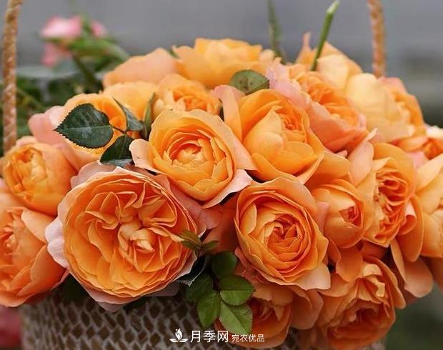 單花期***長的月季品種推薦幾個(gè)，***久能開一個(gè)多月(圖9)