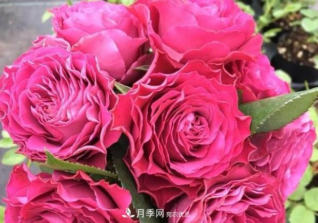 單花期***長的月季品種推薦幾個(gè)，***久能開一個(gè)多月(圖10)