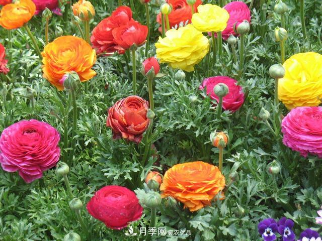 此花頗有牡丹花容顏，花毛茛色彩鮮艷且非常豐富(圖3)