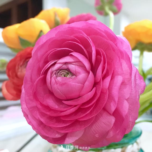 此花頗有牡丹花容顏，花毛茛色彩鮮艷且非常豐富(圖1)
