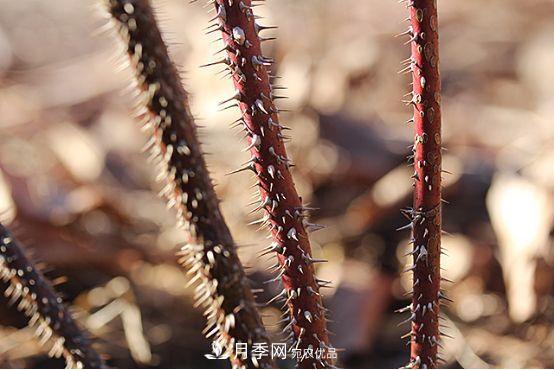 玫瑰、月季分不清？你買的玫瑰可能都是月季！(圖2)