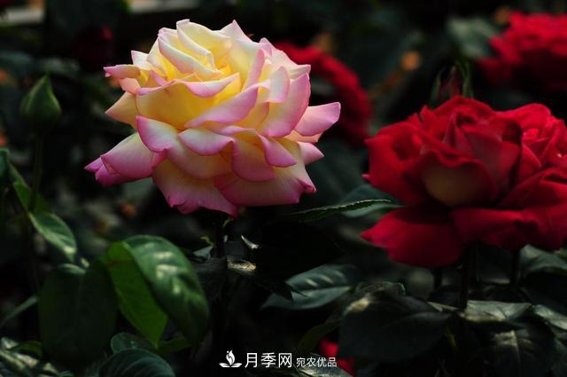 玫瑰、月季分不清？你買的玫瑰可能都是月季！(圖1)