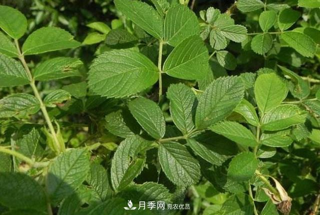 玫瑰、月季分不清？你買的玫瑰可能都是月季！(圖3)