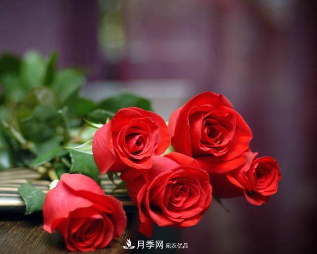 玫瑰、月季分不清？你買的玫瑰可能都是月季！(圖5)