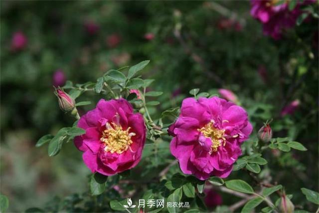 玫瑰、月季分不清？你買的玫瑰可能都是月季！(圖4)