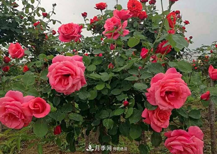 美麗的南陽(yáng)月季！新時(shí)代的科學(xué)技術(shù)樹(shù)狀嫁接改變了月季的命運(yùn)(圖1)