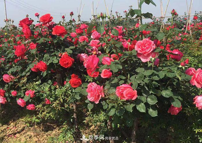 美麗的南陽(yáng)月季！新時(shí)代的科學(xué)技術(shù)樹(shù)狀嫁接改變了月季的命運(yùn)(圖2)