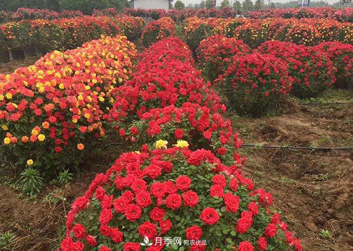 美麗的南陽(yáng)月季！新時(shí)代的科學(xué)技術(shù)樹(shù)狀嫁接改變了月季的命運(yùn)(圖5)