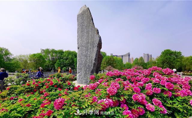 山東有三大花都，盛產(chǎn)牡丹、月季、玫瑰，看看是哪里(圖1)