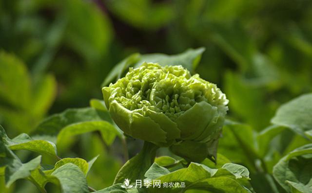 山東有三大花都，盛產(chǎn)牡丹、月季、玫瑰，看看是哪里(圖2)