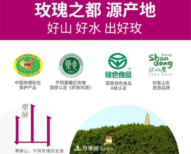 山東有三大花都，盛產(chǎn)牡丹、月季、玫瑰，看看是哪里(圖4)