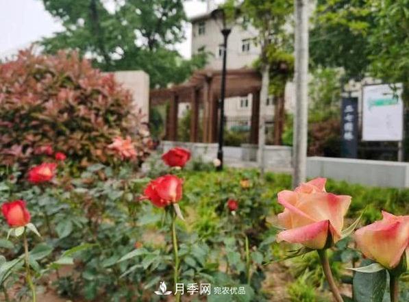 讓月季花開滿全城！河南鄭州將建多個月季景觀主題公園！(圖1)