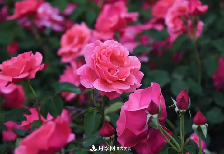 提升月季景觀，月季補植為河北廊坊城區(qū)綠化“錦上添花”(圖2)