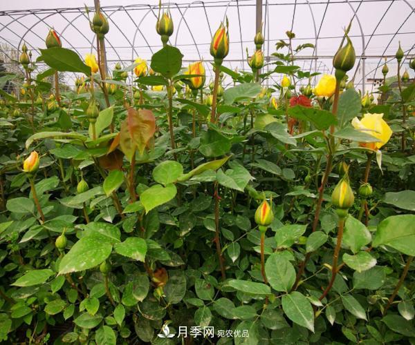 月季葉片發(fā)黃？快來看看怎么做(圖1)